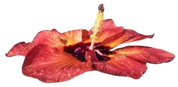 Floating flower